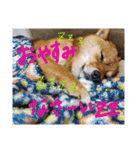カイのスタンプ2（個別スタンプ：5）