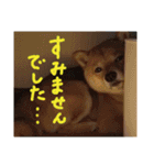 カイのスタンプ2（個別スタンプ：7）
