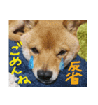 カイのスタンプ2（個別スタンプ：9）