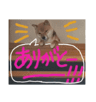 カイのスタンプ2（個別スタンプ：12）