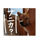 カイのスタンプ2（個別スタンプ：13）