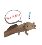 ウーパールーパーの天ちゃん（個別スタンプ：1）
