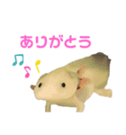 ウーパールーパーの天ちゃん（個別スタンプ：3）