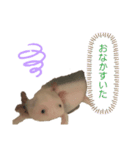 ウーパールーパーの天ちゃん（個別スタンプ：4）