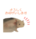 ウーパールーパーの天ちゃん（個別スタンプ：5）