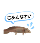 ウーパールーパーの天ちゃん（個別スタンプ：6）