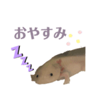 ウーパールーパーの天ちゃん（個別スタンプ：7）