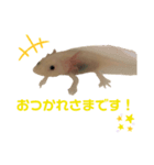 ウーパールーパーの天ちゃん（個別スタンプ：8）