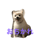 大きめのポメラニアン（個別スタンプ：1）
