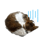猫 てぃんく2（個別スタンプ：3）