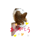 猫 てぃんく2（個別スタンプ：4）