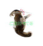 猫 てぃんく2（個別スタンプ：5）