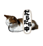 猫 てぃんく2（個別スタンプ：6）