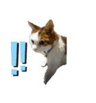 猫 てぃんく2（個別スタンプ：8）