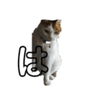 猫 てぃんく2（個別スタンプ：10）