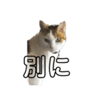 猫 てぃんく2（個別スタンプ：11）