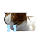 猫 てぃんく2（個別スタンプ：12）