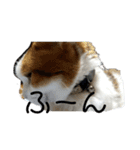 猫 てぃんく2（個別スタンプ：13）