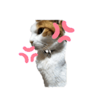 猫 てぃんく2（個別スタンプ：14）