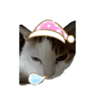 猫 てぃんく2（個別スタンプ：16）