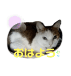 猫 てぃんく2（個別スタンプ：17）