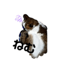 猫 てぃんく2（個別スタンプ：18）