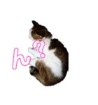 猫 てぃんく2（個別スタンプ：21）