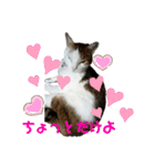 猫 てぃんく2（個別スタンプ：22）