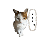 猫 てぃんく2（個別スタンプ：24）