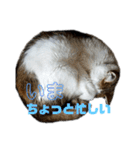 猫 てぃんく2（個別スタンプ：25）