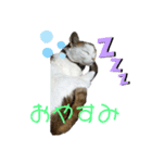 猫 てぃんく2（個別スタンプ：27）