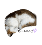 猫 てぃんく2（個別スタンプ：28）
