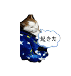 猫 てぃんく2（個別スタンプ：29）