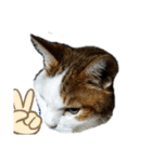 猫 てぃんく2（個別スタンプ：33）