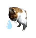 猫 てぃんく2（個別スタンプ：36）