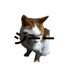 猫 てぃんく2（個別スタンプ：37）