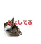 猫 てぃんく2（個別スタンプ：38）