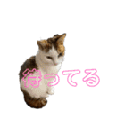 猫 てぃんく2（個別スタンプ：39）