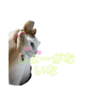 猫 てぃんく2（個別スタンプ：40）