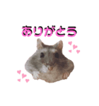 もふもふハムスター一家（個別スタンプ：4）