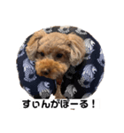 クッキースタンプ  1（個別スタンプ：1）