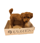 クッキースタンプ  1（個別スタンプ：3）