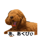 クッキースタンプ  1（個別スタンプ：5）
