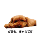 クッキースタンプ  1（個別スタンプ：6）