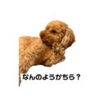 クッキースタンプ  1（個別スタンプ：8）