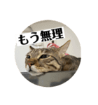 蕨餅貓貓的日常（番外篇）（個別スタンプ：3）