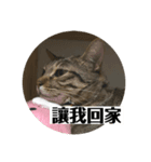 蕨餅貓貓的日常（番外篇）（個別スタンプ：4）