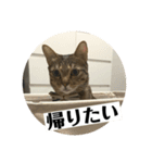 蕨餅貓貓的日常（番外篇）（個別スタンプ：5）