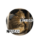 蕨餅貓貓的日常（番外篇）（個別スタンプ：6）