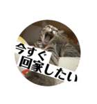 蕨餅貓貓的日常（番外篇）（個別スタンプ：8）